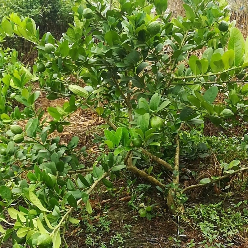 5斤广东 香水柠檬 果 无籽 香水柠檬  奶茶店用