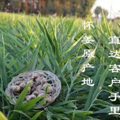 焦作博爱上庄山王庄新鲜怀姜土姜老姜新姜生姜怀姜糖膏原料3斤装