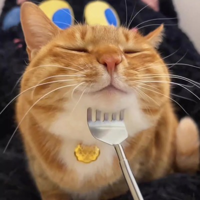 使劲挠，宣~猫咪痒痒挠逗猫棒