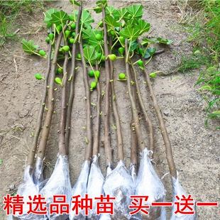 无花果树果苗盆栽树苗当年结果苗南方北方四季 种植特大波姬红苗树