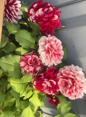 14厘米盆二乔鸳鸯拍一发二带花苞发货介意勿拍包对版