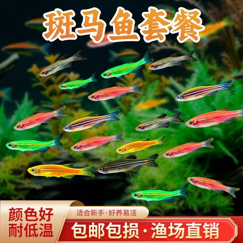 斑马鱼冷水热带小型鱼观赏鱼精品孔雀红绿灯科活体金鱼苗淡水好养