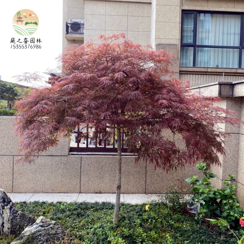 原生羽毛枫树日本红枫彩叶风景树图片