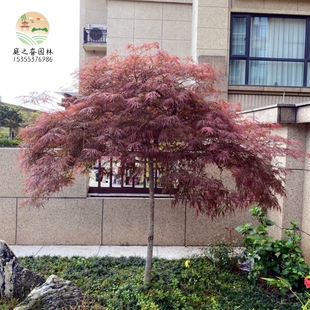 原生羽毛枫树苗日本垂枝红羽毛枫盆栽红枫别墅绿化耐寒彩叶风景树