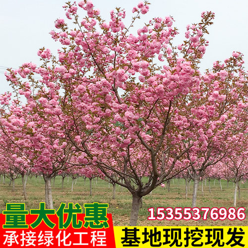 樱花树苗别墅庭院盆栽耐寒大型绿化风景树四季嫁接日本晚樱花小苗