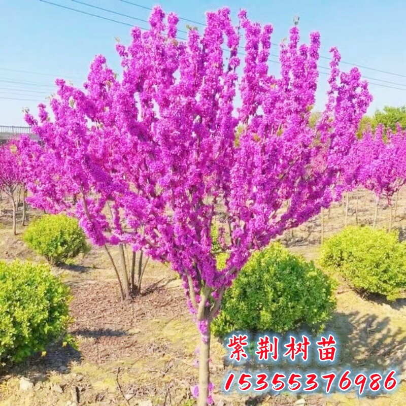 紫荆花苗紫荆花春季耐寒室外花卉