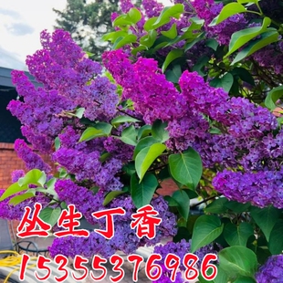 丛生丁香花苗丁香树苗别墅庭院耐寒大型风景树阳台盆栽当年开花卉