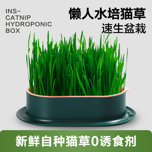 无土水培猫草盆栽种植盒懒人猫草种子育苗盘小麦化毛催吐助消化