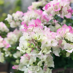 四季开花爬藤植物花卉盆栽红品种苗庭院耐高温三角梅发货盆景好养