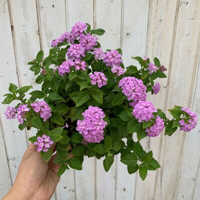 蔓马樱丹花苗紫花五色梅庭院阳台d四季垂吊花卉耐热花期长2盆包 世斐百货店 淘优券