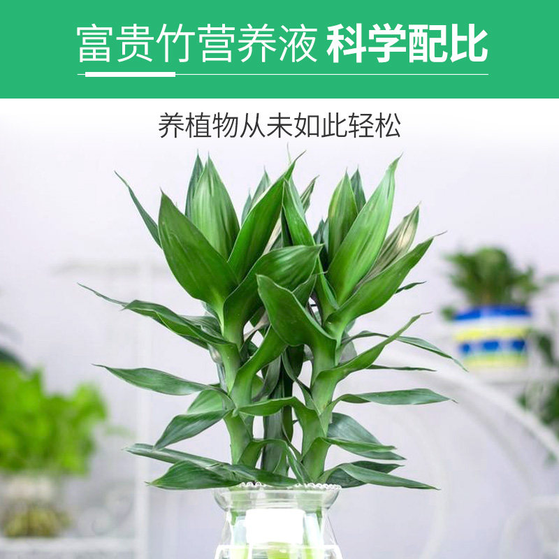 富贵竹专用营养液水培植物生根的节节高水养水竹肥料观音竹肥料