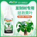 悠利发财树肥料专用肥家庭园艺浓缩植物营养液水培通用型黄叶烂根