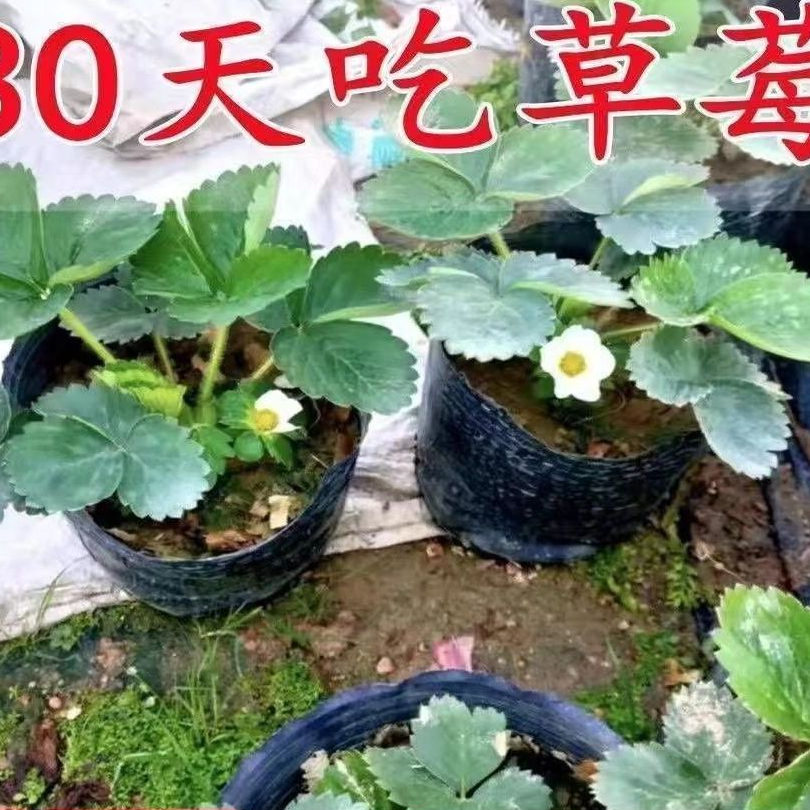 奶油草莓苗带花带果秧苗四季结果