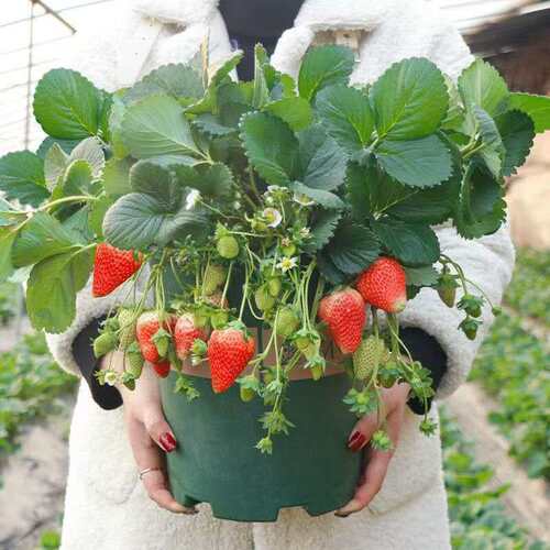 奶油草莓苗带盆带土带花带果