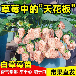 粉玉草莓苗带花带果带盆带土四季阳台室内外南北方栽秧苗当年结果