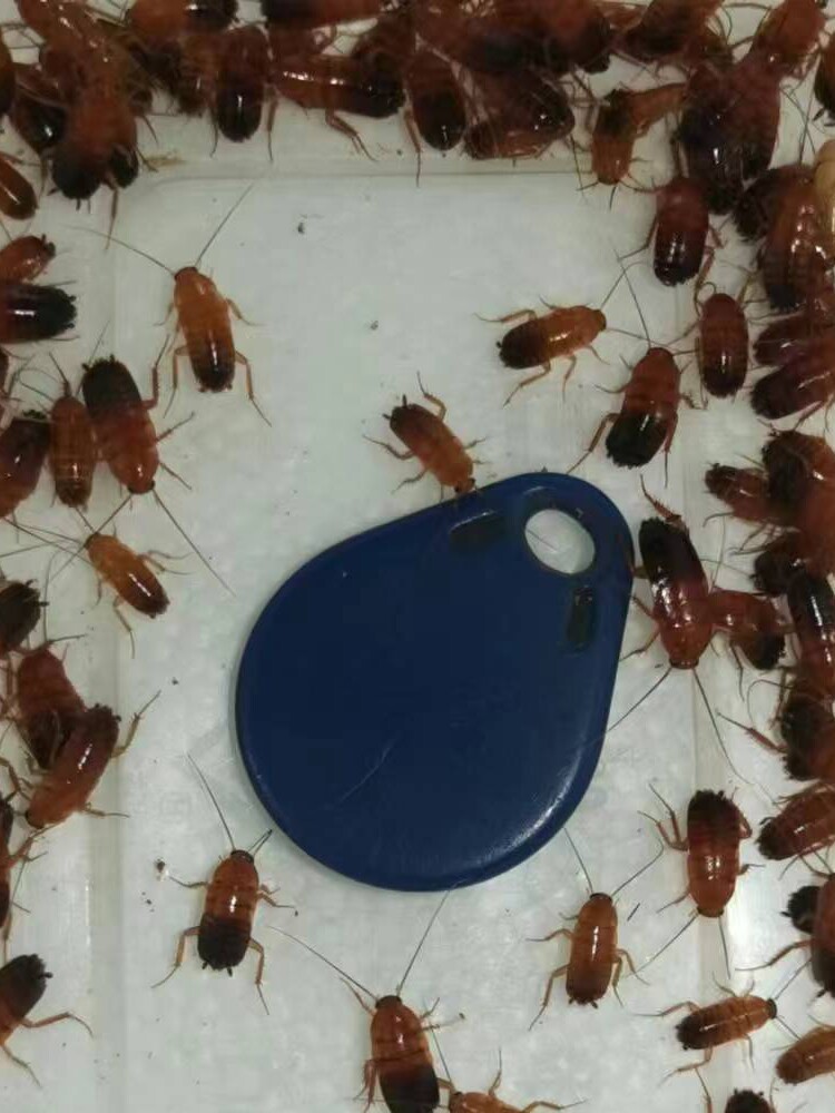 樱桃蟑螂樱桃红蟑螂活体