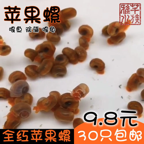 苹果螺除藻工具螺狗头河豚鳄龟饲料淡水观赏螺黄金螺清洁蜗牛包邮
