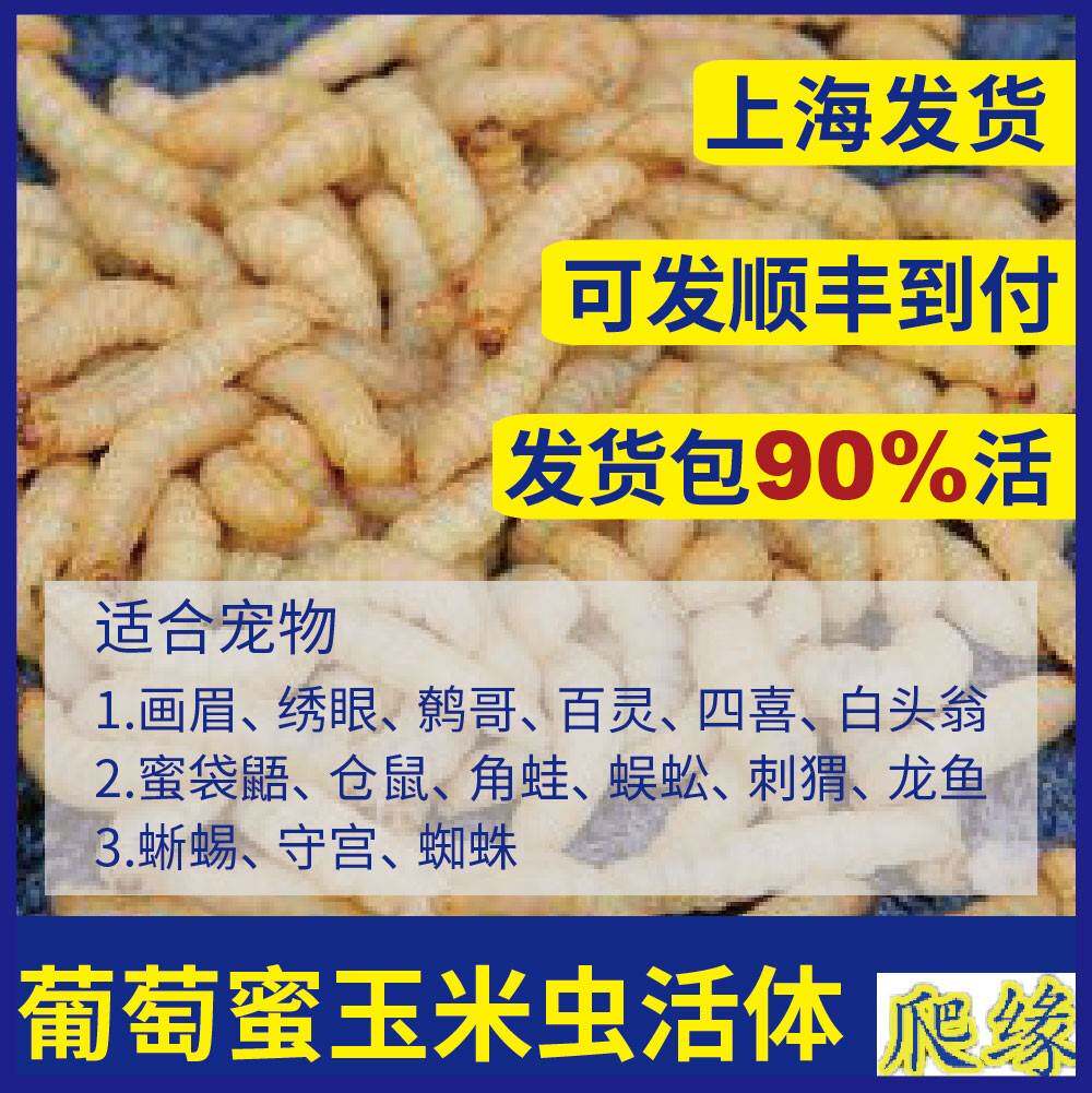 玉米虫 葡萄蜜虫玉米虫 柴虫玉米虫活虫虫子龙鱼八哥画眉鸟食虫子