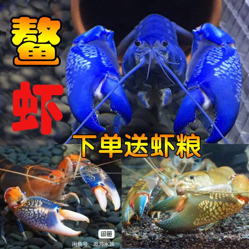 天空蓝魔鳌虾淡水观赏虾人工天空虾