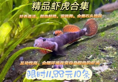 原生鱼广西黄唇溪吻白面虾虎鱼