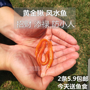 黄金泥鳅红泥鳅小金龙冷水鱼无需加热无需打氧观赏鱼鱼鱼