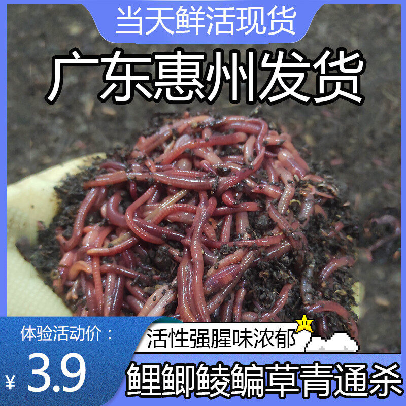 【包活到家】蚯蚓活饵鲜活盒装牛粪红虫鱼饵料鲤鲫鲮通杀鱼食龟食,户外/登山/野营/旅行用品,活饵/谷麦饵等饵料,淘宝优惠券,粉丝福利购,淘宝优惠卷