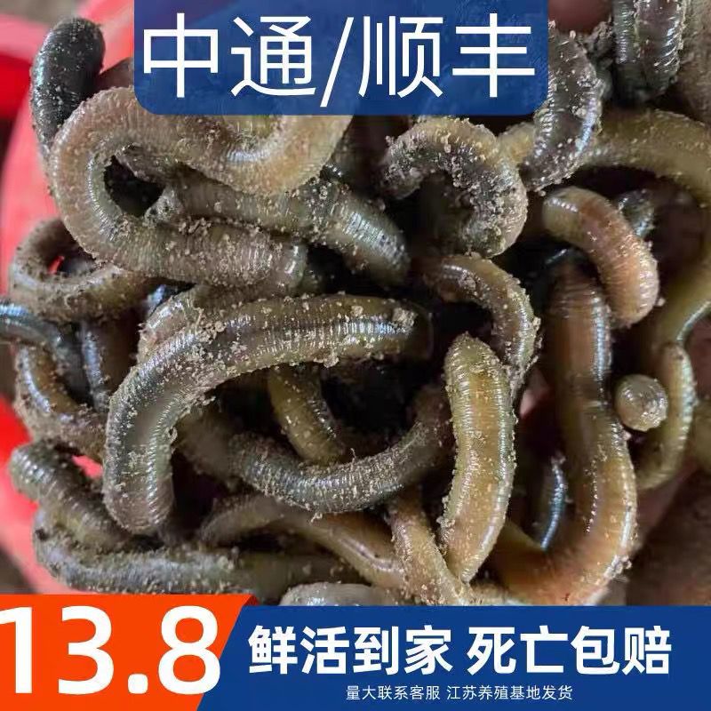 包邮鲜活鱼饵蚯蚓活体黑蚯蚓活饵青蚯蚓大蚯蚓臭蚯蚓钓黄鳝蚯蚓