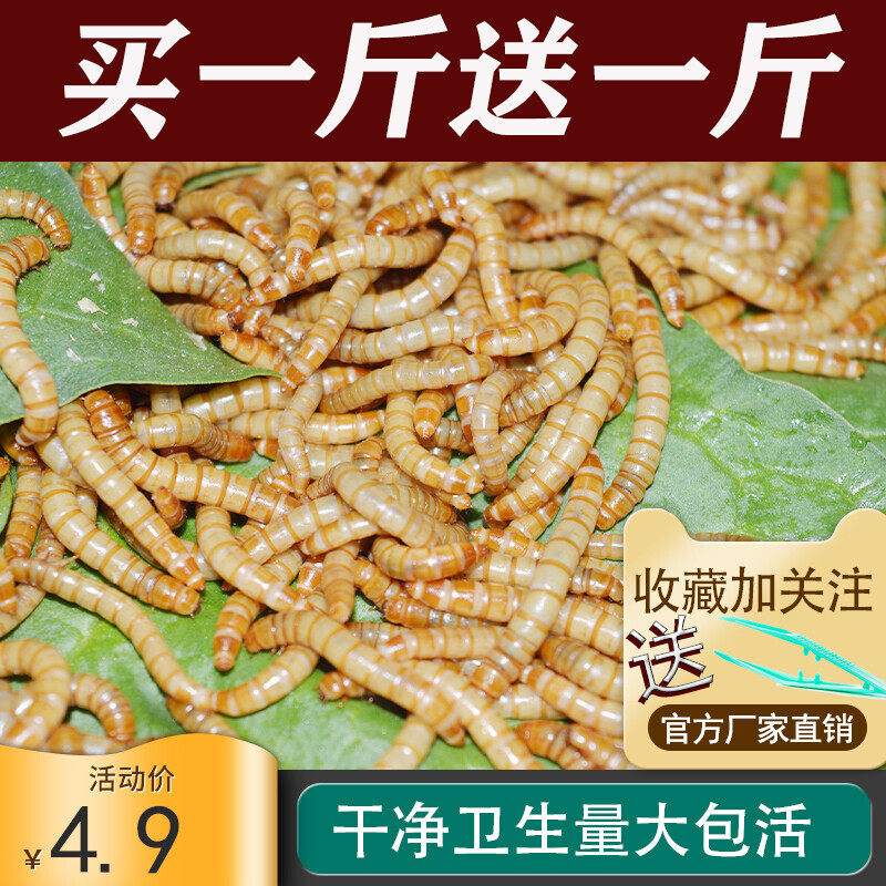 面包虫活虫黄粉虫鹦鹉蜘蛛蝎子龙鱼乌龟守宫角蛙画眉鸟食鲜活饲料,宠物/宠物食品及用品,爬虫/鸣虫食物,淘宝优惠券,粉丝福利购,淘宝优惠卷