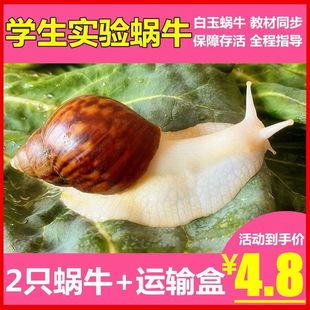 宠物白玉蜗牛活体巨型大蜗牛宠物观赏学生科学实验教学小蜗牛套装