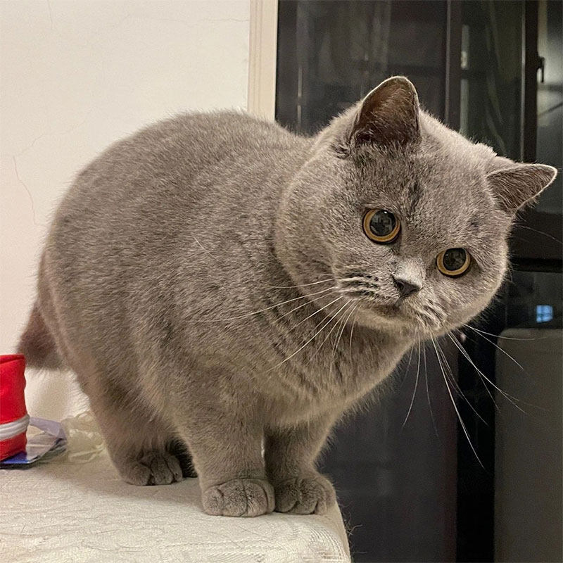 英短蓝猫幼猫纯种蓝白猫幼崽矮脚血统猫舍英国短毛猫宠物猫咪活物