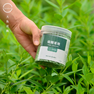 大鱼花海 绣球茉莉绿萝发财树黄叶肥料 硫酸亚铁土壤改良酸性月季
