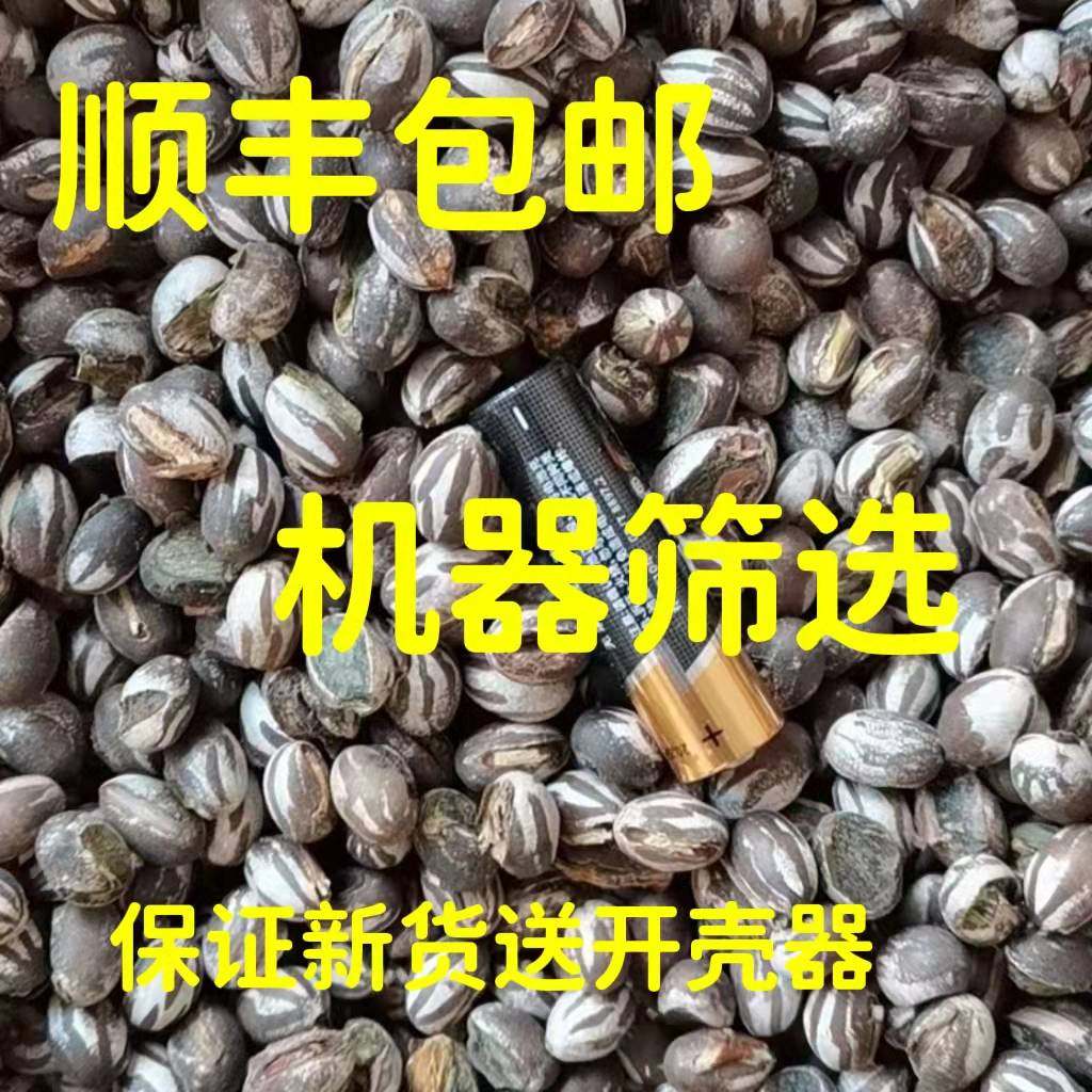 杨拉罐洋辣子罐蛋活包邮幼虫高蛋白鱼饵鸟仓鼠零食坦克虫顺丰包邮