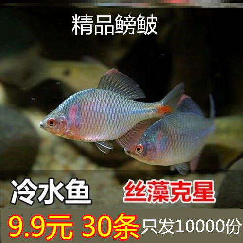 鳑鲏鱼观赏鱼冷水鱼原生鱼七彩旁皮鱼高体旁皮活体小型淡水鱼好养