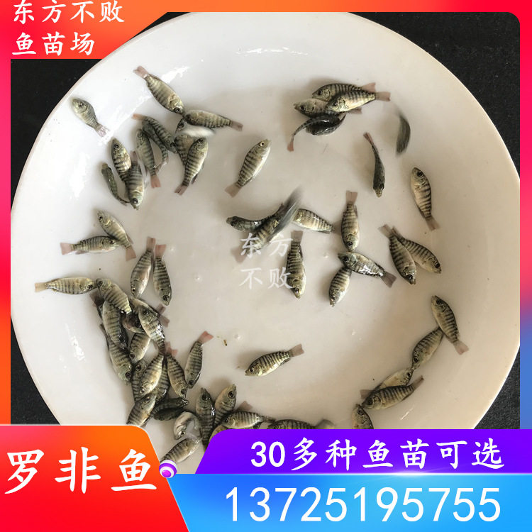 罗非鱼苗非洲鲫鱼福寿鱼淡水养殖大型活体饲料观赏鱼新吉富奥罗尼