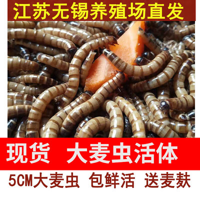 无锡直发大麦虫活虫一斤活虫500克鲜活龙鱼活体饲料乌龟鸟饲料