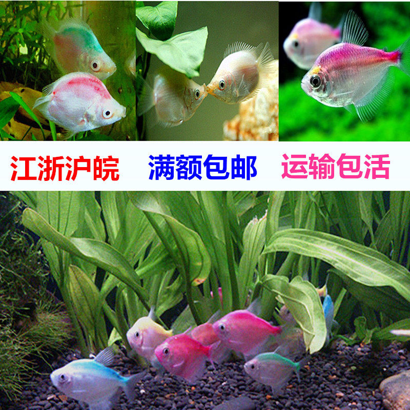 接吻鱼亲嘴亲亲kiss鱼热带淡水观赏鱼草缸彩裙群鱼青苹果柠檬天使