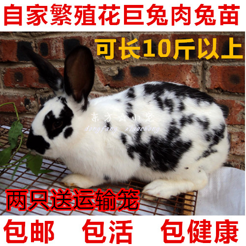 家养兔子活体月月兔小白兔活物兔新西兰黑花大型肉兔兔苗宠物兔