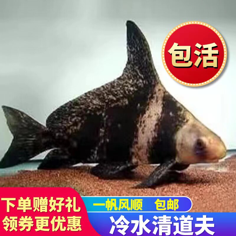 冷水清道夫鱼吃屎鱼小型清洁鱼缸垃圾除藻好养淡水观赏一帆风顺鱼