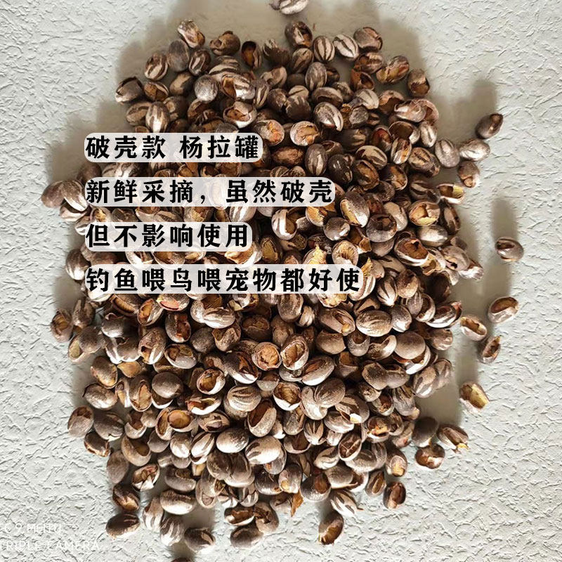 破壳杨拉罐洋辣子罐蛋幼虫高蛋白钓鱼粮食鱼饵鸟仓鼠零食坦克虫,宠物/宠物食品及用品,玩具/造景装饰,淘宝优惠券,粉丝福利购,淘宝优惠卷