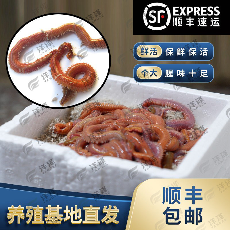 福建活沙蚕红沙蚕红青虫海蜈蚣海蚯蚓活饵海钓野钓鱼饵诱饵发顺丰