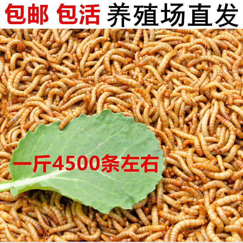 麦麸面包虫小壁虎吃的食物宠物鸟食活虫饲料黄粉虫苗画眉鸟提性虫