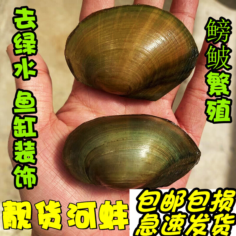 迷你小河蚌苗活体淡水冷水观赏原生小型水族宠物旁皮鱼鳑鲏繁殖
