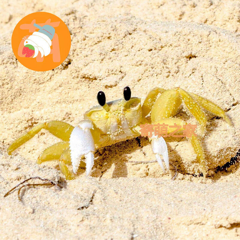 中华沙蟹可爱大眼睛沙蟹宠物寄居蟹混养小螃蟹懒人桌宠易养干净