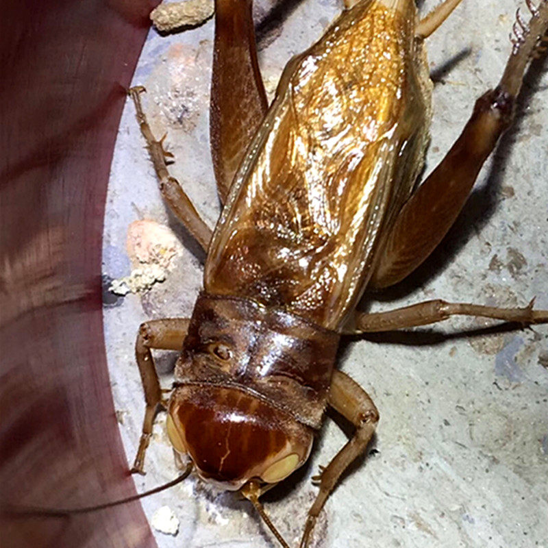 野生油葫芦蛐蛐活体油葫芦蟋蟀活体农民自抓老人听叫观赏鸣虫歌唱