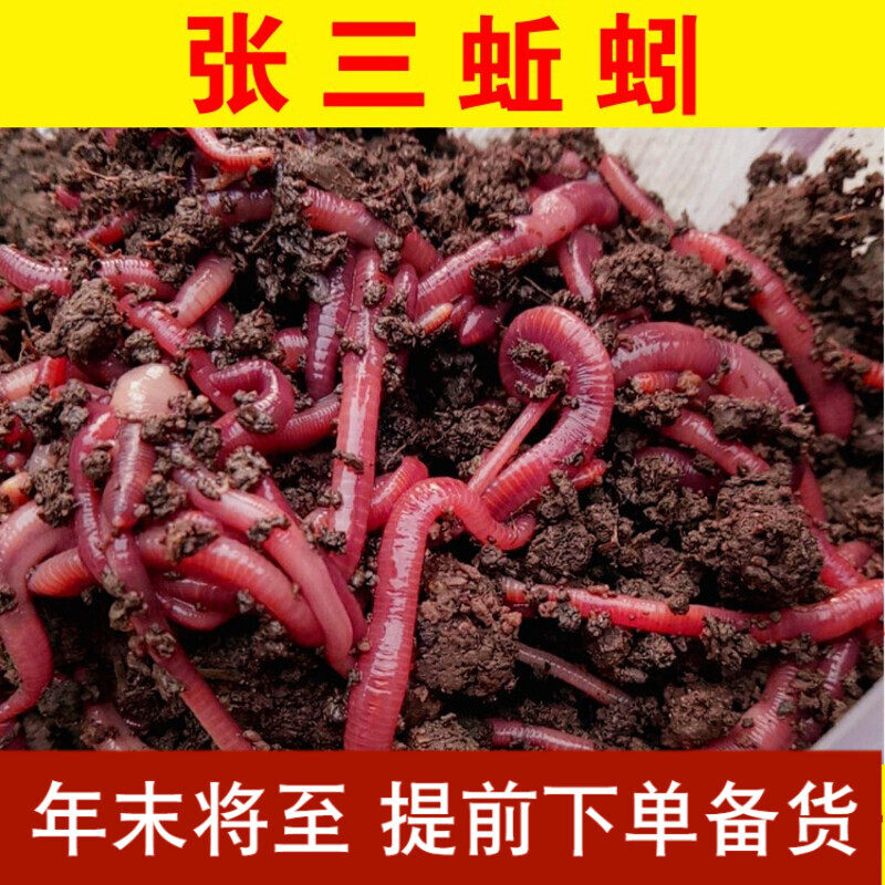 蚯蚓活体红蚯蚓鱼饵 散装红蚯蚓钓鱼蚯蚓鲜活垂钓 活蚯蚓钓鱼饵料