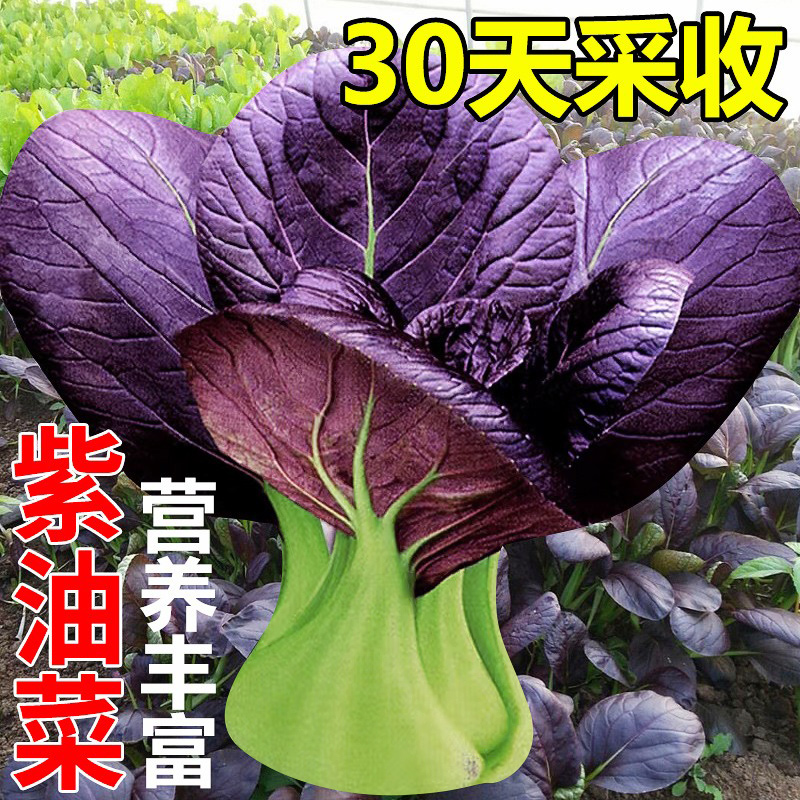 杂交油菜种籽高产紫油菜籽紫色小青菜红油菜种孑阳台种植蔬菜盆栽