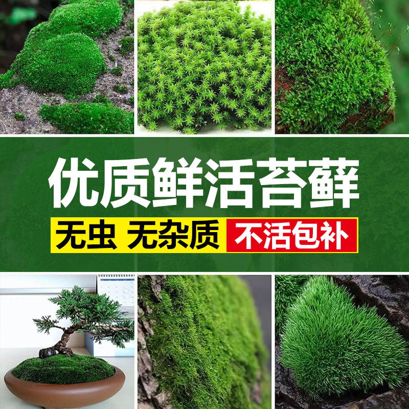 鲜活苔藓微景观植物盆景盆栽水陆缸假山草造景材料白发藓短绒青苔