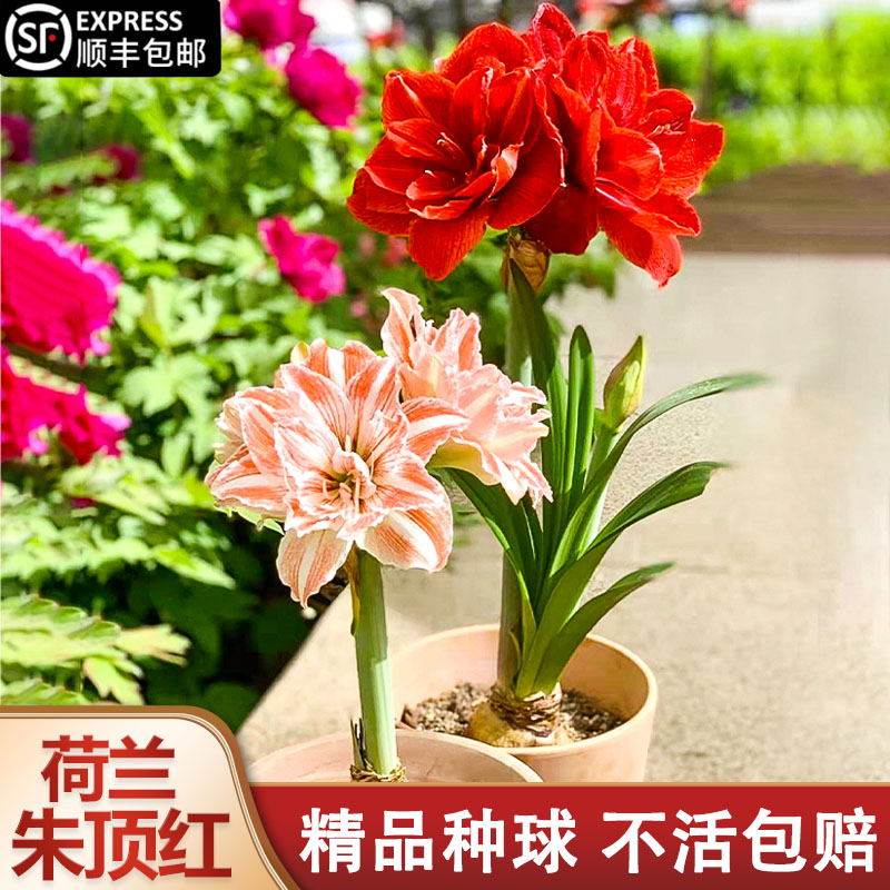 进口朱顶红种球带花苞超大特大重瓣盆栽室内外花卉植物蜡封球绿植