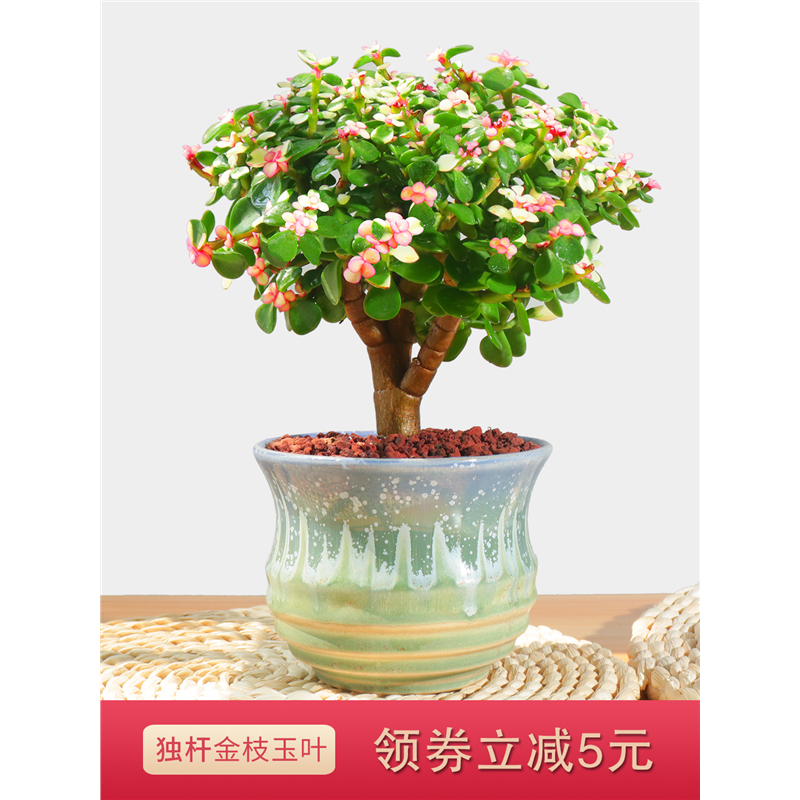 3年老桩反复修剪棒棒糖造型