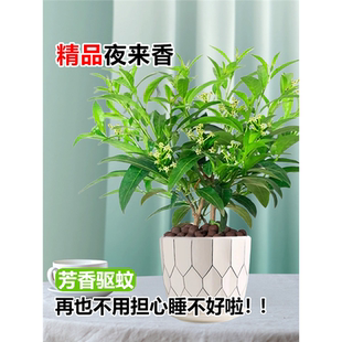 夜來香花樹苗盆栽九里香花卉室內陽臺驅蚊綠植物鮮花高顏值花好養